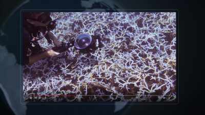 We're looking for people
who have access to a local reef - Chasing Coral