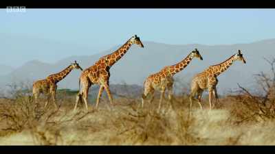 We're losing biodiversity at a rate - Extinction: The Facts