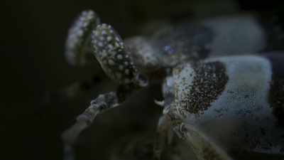 Were her male to disappear,
she could starve. - Blue Planet II