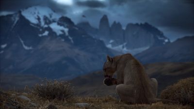 We're now discovering that for young pumas, - Earth at Night in Color