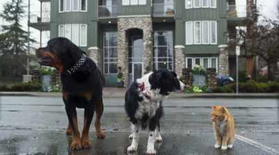 We're only 20 feet
away from the front door - Cats & Dogs 3: Paws Unite