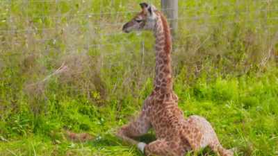 We're really happy that we
didn't find a cleft palate, - Secrets of the Zoo