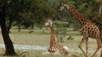 Were they resting, eating,
lying, drinking, walking around, - The Woman Who Loves Giraffes
