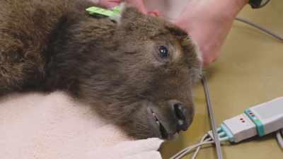 We're seeing some muscle tremors
and some twitching, - Secrets of the Zoo