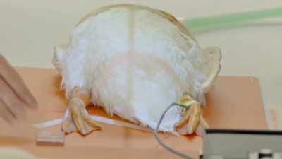 We're taking an x-ray to
determine if the infection - Secrets of the Zoo