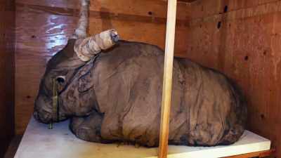We're talking a 1,300
pound bull, massive animal. - The UnBelievable with Dan Aykroyd