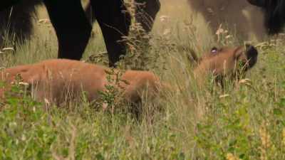 We're talking about
millions of bison, - The American Buffalo