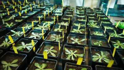 We're talking about thousands
of plants that need to be - This Giant Beast That is the Global Economy