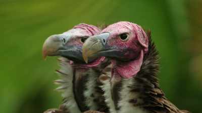 We're trying to do whatever it takes
to get these guys - Magic of Disney's Animal Kingdom