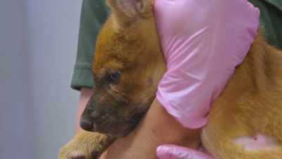 We're very hopeful that
it won't get infected, - Secrets of the Zoo