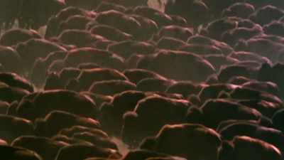 West: That's a lot of bison, - The American Buffalo