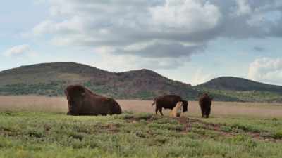 Western hunters are striving
for the questionable honor - The American Buffalo