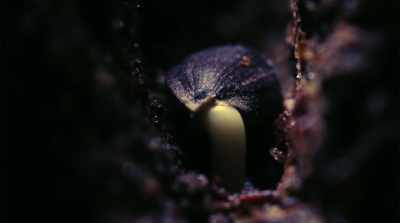We've always thought of
plants as these inert objects, - Fantastic Fungi