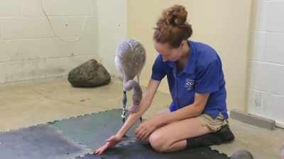We've been hand
raising for ten years now so, - Secrets of the Zoo