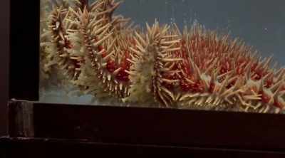 - We've designed this sting
to simulate the way a swimmer - Kings of Pain