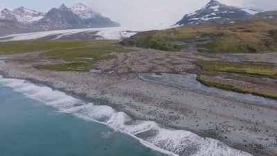 We've got a big king penguin
colony - Shackleton: The Greatest Story of Survival