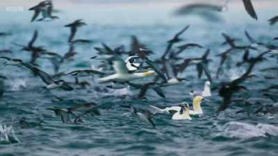 We've got dolphins,
we've got tuna, - Wild Isles