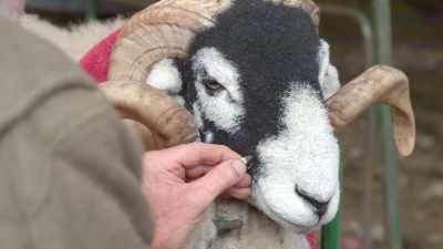 We've had our successes
at Muker Show, we will again, - Our Yorkshire Farm