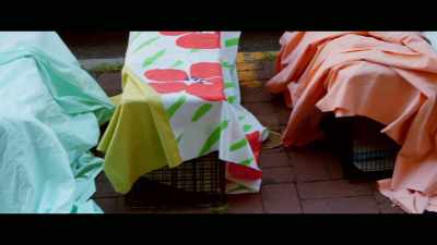 We've probably rescued, or
TNR'd several dozen cats. - Cat Daddies