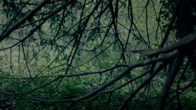 Wha gwan, Curtis? - Timewasters