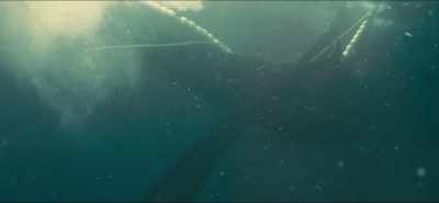 [whale calling] - Eating Our Way to Extinction