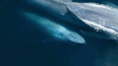 [whale huffing] - Our Planet