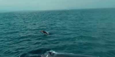 [whale spout hisses] - Birdemic 3: Sea Eagle