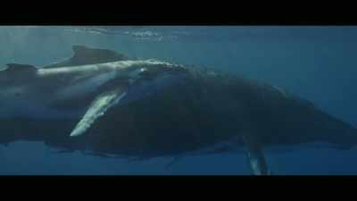 Whales, dolphins, rays, turtles. - Envoy: Shark Cull
