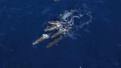 "Whales having unique cultures
is a bold, new concept..." - Secrets of the Whales