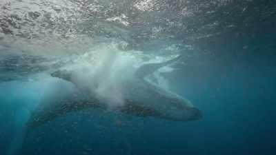 Whales recycle nutrients
that enrich surface waters, - Our Planet