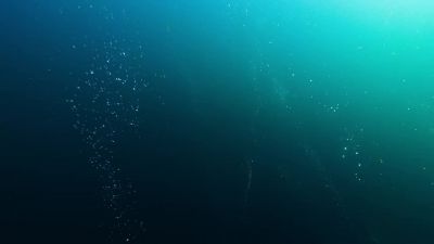 What a flock can catch in one dive, - Our Planet