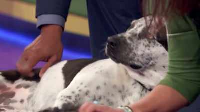 -What a great category to take part in.
-Oh! Abs-- - 2022 American Rescue Dog Show