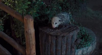 What are you doing here - Doctor Dolittle