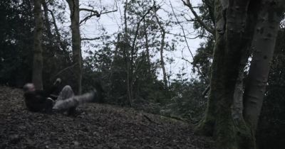 What are you doing up that tree? Ey? - Among the Living