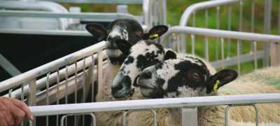 What are we going to do
with you three? - Clarkson's Farm