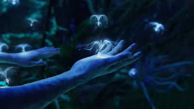 What are they? - Avatar