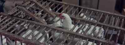 - What are the chickens for?
- They lay eggs. - Battle of the Bulge