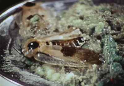What are you thinking? - Death Bed: The Bed That Eats