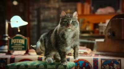 What are you unwelcome witches doing here? - Scaredy Cats