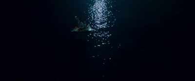 -What are they waiting for?
-Don't know. - Shark Bait