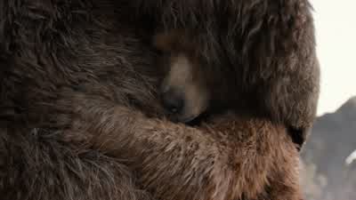 What are we going to do? - Paddington