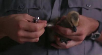 WHAT ARE YOU DOING - Fly Away Home