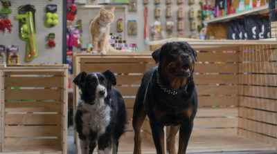 - What?
- By the way, - Cats & Dogs 3: Paws Unite