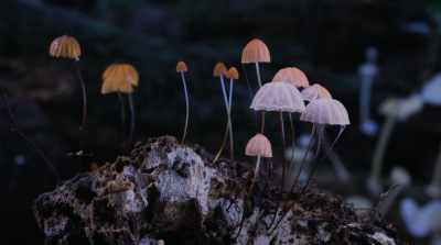 What compounds can we take - Fantastic Fungi