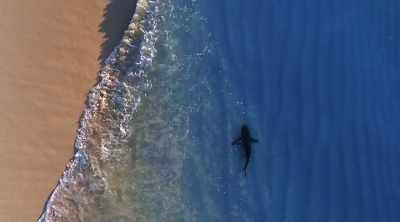 What this could mean is
that there's actually more - Shark Attack Files