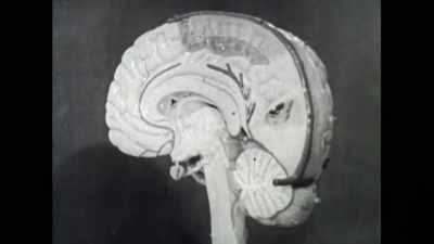 What they did was, with
some trepidation initially, - The Divided Brain