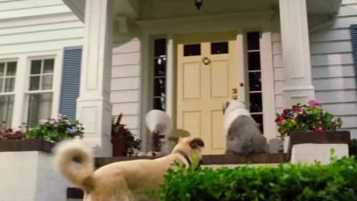 What do we got - Cats &amp; Dogs