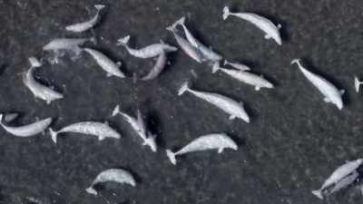 "What they do here is unique." - Secrets of the Whales