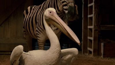 What do you know Goose who was really a pelican is really a stool pigeon - Racing Stripes