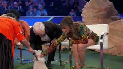 What do you think is going
through Biff's mind right now - 2022 American Rescue Dog Show